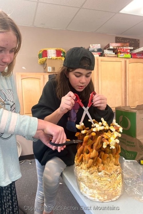 Learners harvesting mushrooms at Acton Academy East Mountains private school near Albuquerque, New Mexico offering an outdoor-centric, hands-on alternative to home-schooling