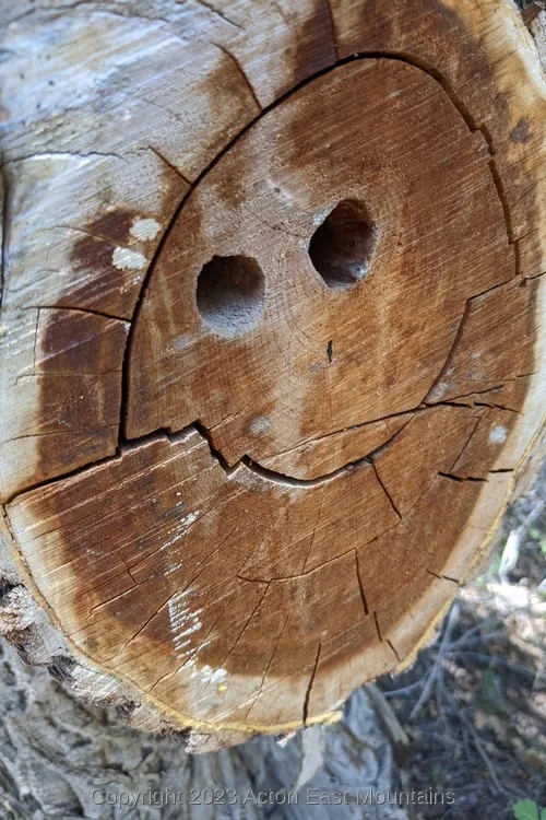 A log with holes and a crack giving the illusion of a smiling face. 